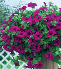 Сурфиния каскадна Surfinia Giant Purple (4183)